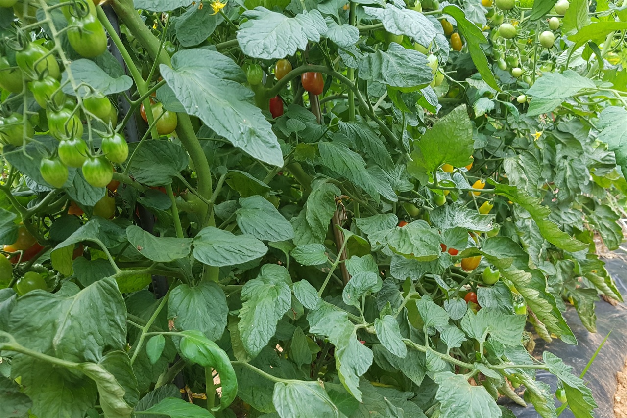 우리가 가꾸고 있는 토마토. 찰토마토와 방울토마토를 심었습니다. 열매가 주렁주렁 달렸습니다. 