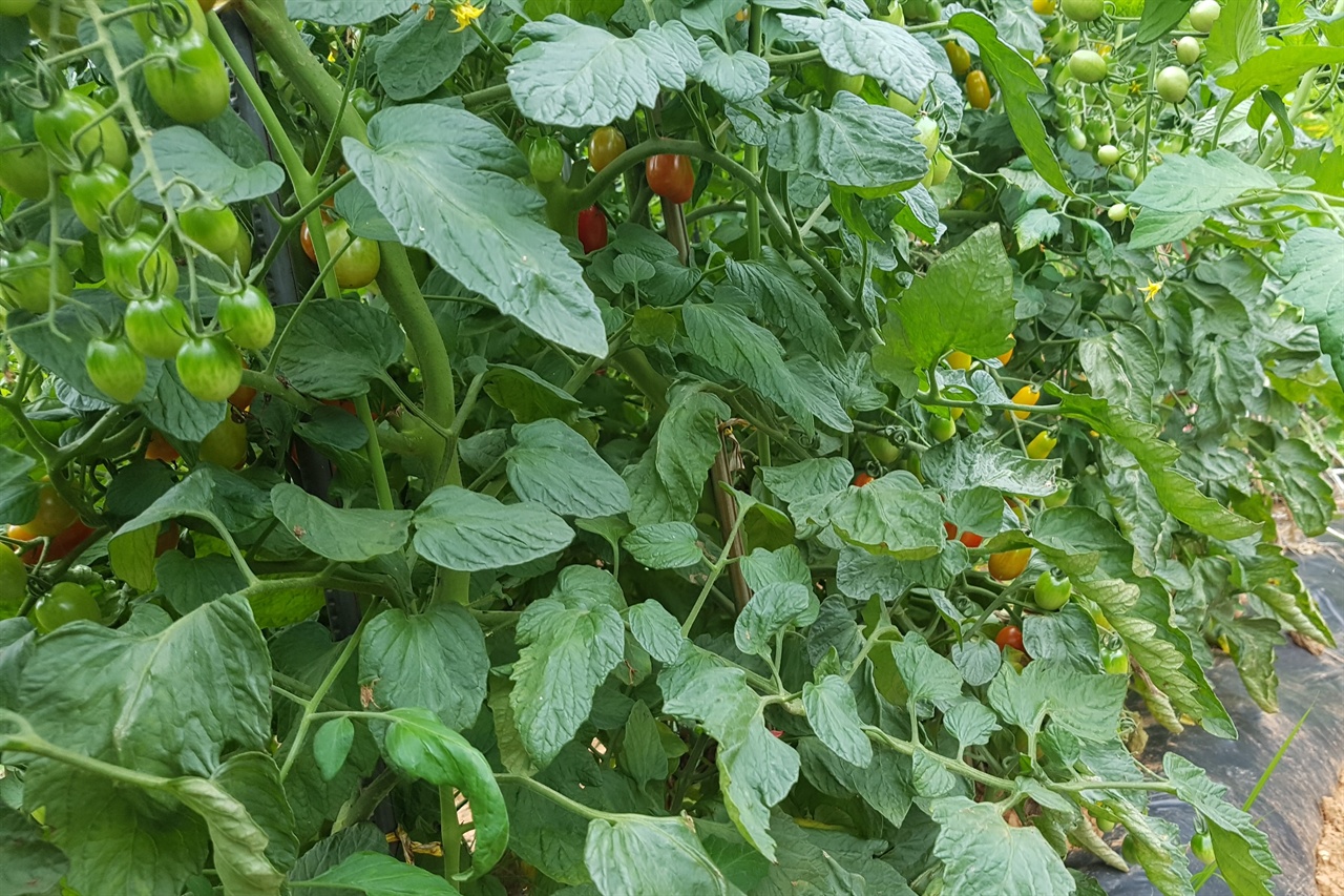  우리가 가꾸고 있는 토마토. 찰토마토와 방울토마토를 심었습니다. 열매가 주렁주렁 달렸습니다. 