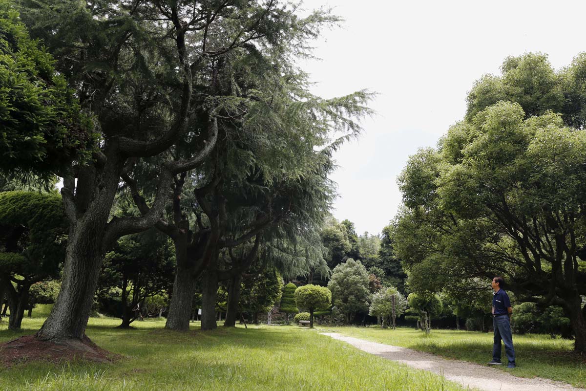 이국적인 풍경의 나무들이 즐비한 소록도 중앙공원. 한센인들이 강제 동원돼 조성한 공원이다. 