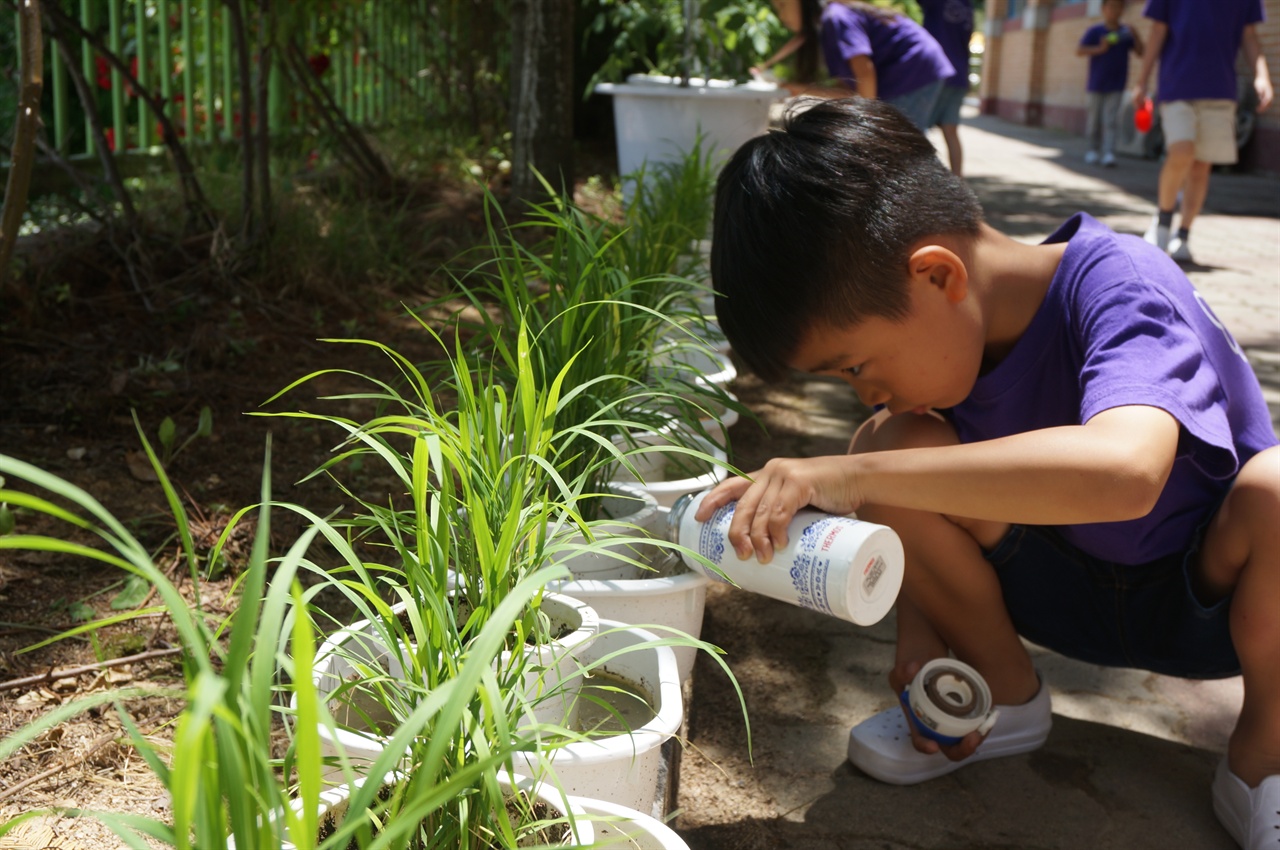이천시 증포초등학교(교장 신평원) 1학년 7반 학생이 도심 속 농부 체험으로 직접 심은 모에 물을 주고 있다. 