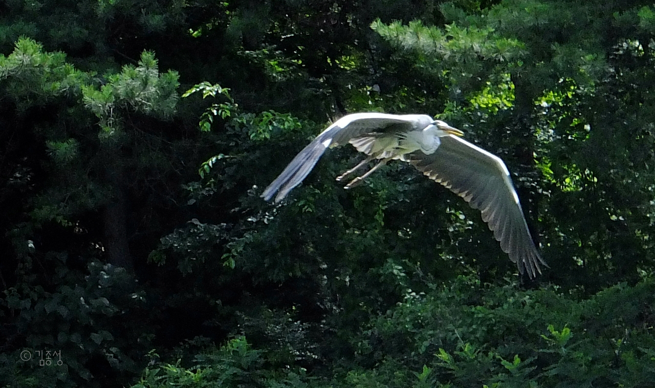 큰 날개로 호수공원을 유유히 날아다니는 왜가리.