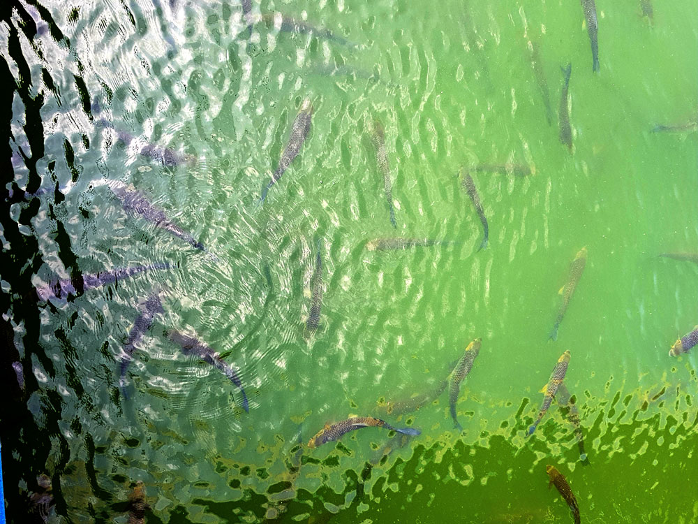 녹조로 물든 강물에 물고기들이 물 밖으로 머리를 내밀고 살아가고 있다.