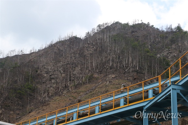 영풍석포제련소 공장 인근의 야산에 있는 나무들이 고사된 상태로 방치돼 있다.