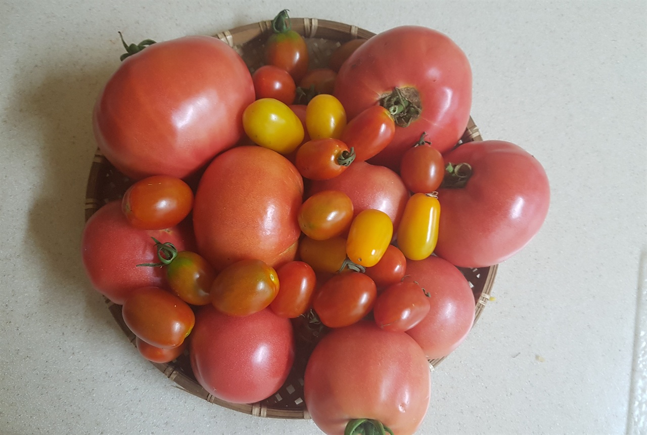 우리가 거둔 토마토, 자연이 준 소중한 선물입니다.
