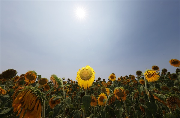 폭염이 계속되고 있는 7월 24일 오후 경기도 화성시 서신면 매화리 해바라기밭에 핀 해바라기들이 태양을 등지고 있다. 