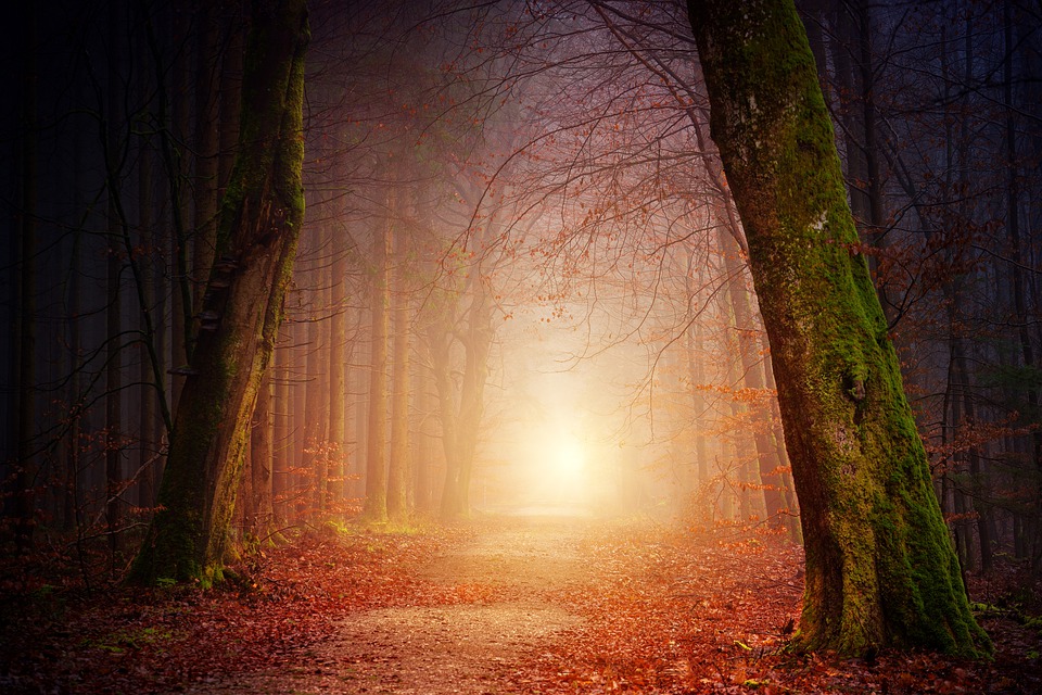 소설은 마법의 숲에서 벌어지는 안톤 씨의 모험을 다룬다