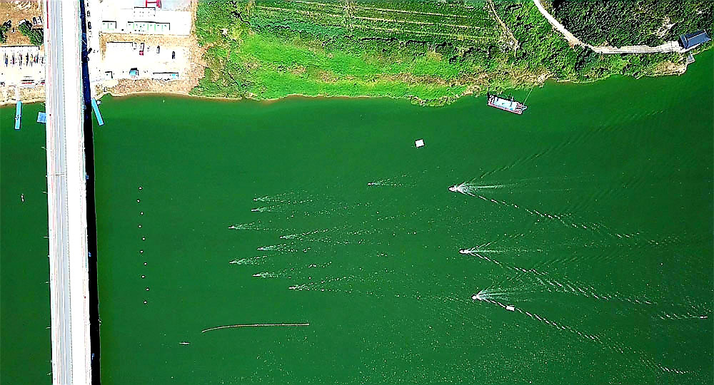 녹색으로 물든 금강에서 전국카누경기대회에 출전한 선수들이 경기를 진행 중이다.
