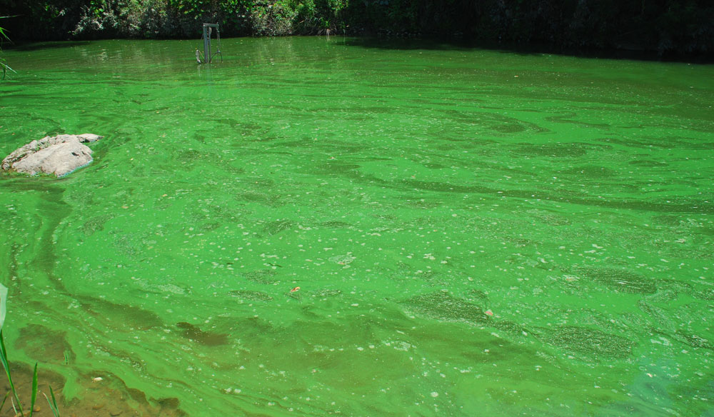 녹색 물감을 풀어 놓은 듯 강물은 온통 녹조가 발생하고 있다.