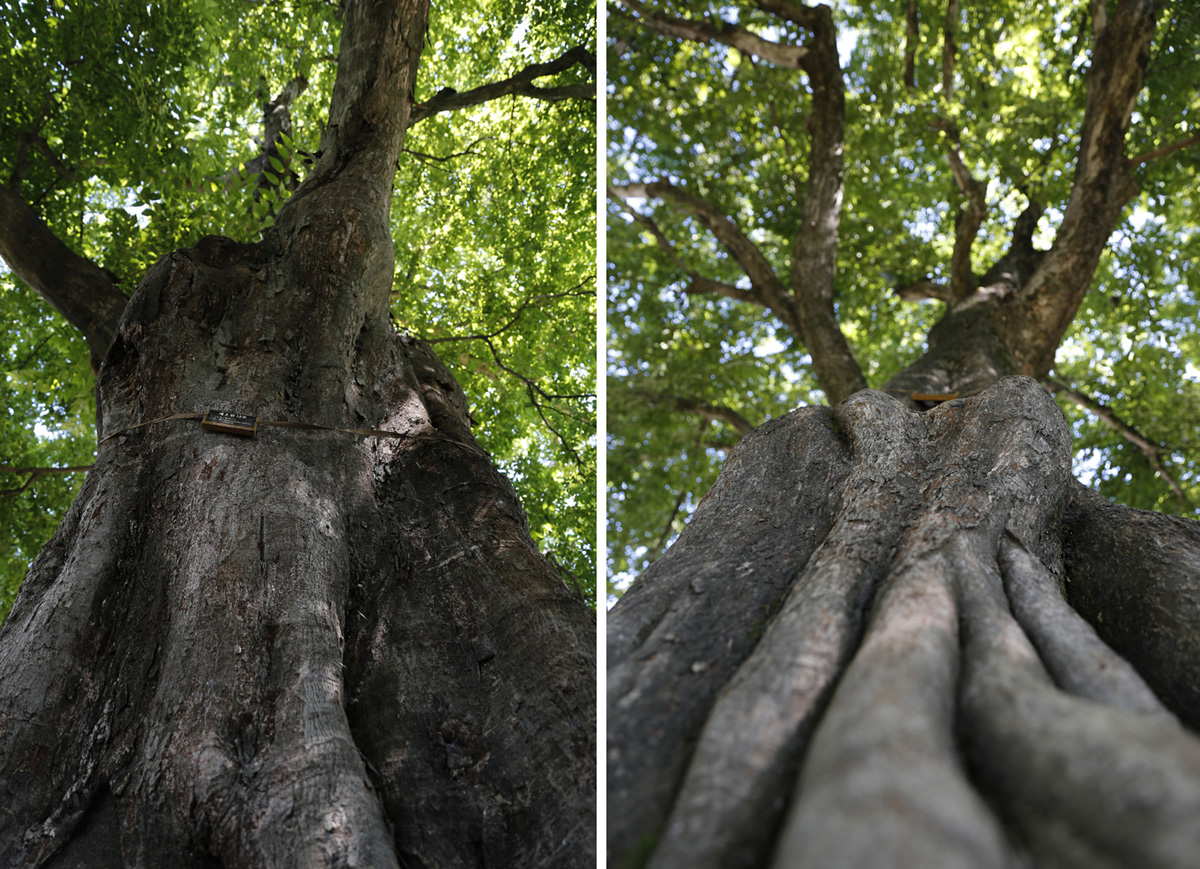 관방제림의 푸조나무. 1648년 담양부사 성이성이 처음 제방을 쌓고 나무를 심은 것으로 전해지고 있다. 겉으로 보이는 나무에서 세월의 더께가 묻어난다.