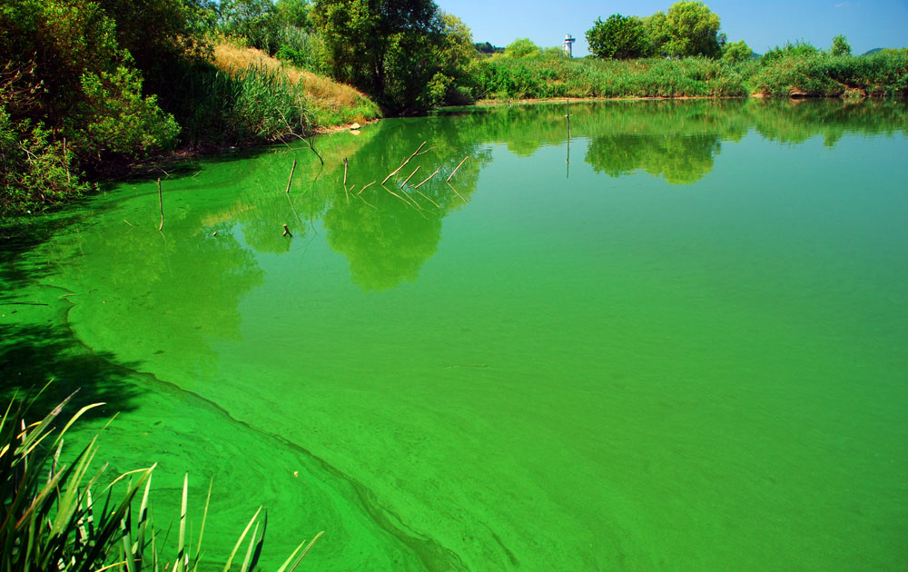 백제보 상류 한국수자원공사 선착장이 녹조가 발생하면서 녹색으로 물들었다.
