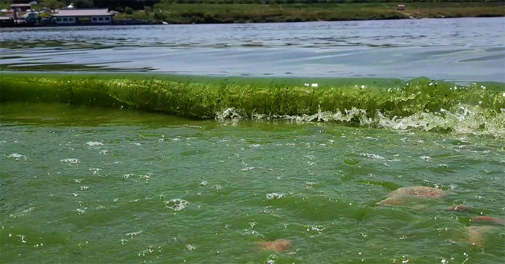 유네스코 세계문화유산인 충남 부여군 부소산성으로 관광객을 실어 나르는 유람선이 지나가자 녹조 파도가 밀려들고 있다.