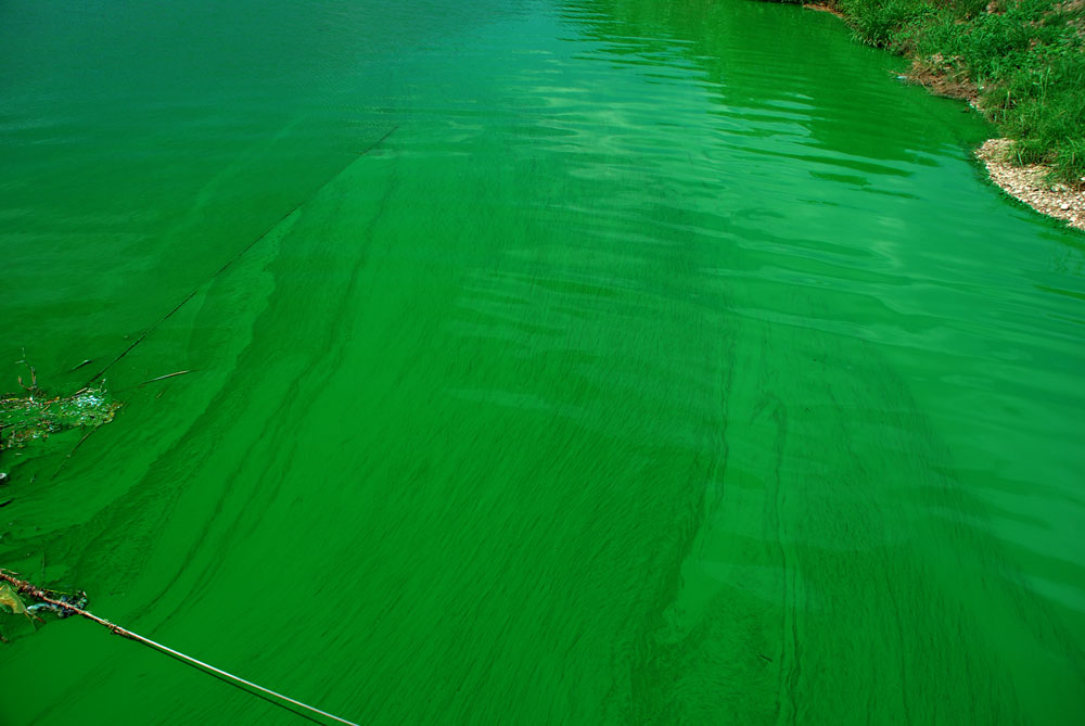 백제보 하류에 녹조가 발생하여 자갈과 바위 등이 녹색 페인트를 칠한 듯 물들어 있다.
