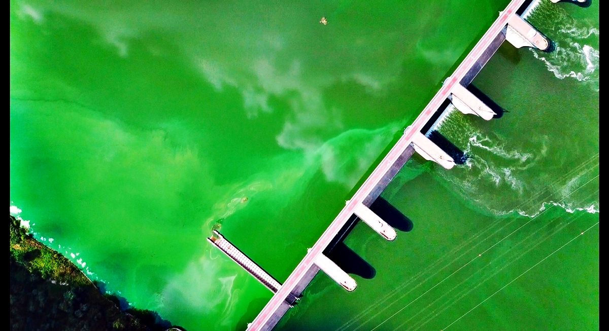  녹색 물감을 풀어놓은 듯한 낙동강 달성보의 모습. 심각하다. 지난 8월 1일 낙동강 달성보. 