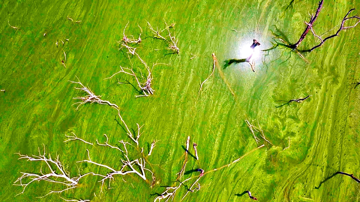  강정고령보 담수로 인해 물에 잠겨 고사한 버드나무군락지 위로 낙동강이 녹색에 물들었다. 그로테스크한 풍경이다.