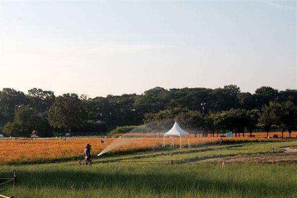 첨성대 주변 황화 코스모스 단지 관수작업 모습