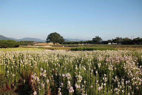 경주 첨성대 꽃단지에 피어있는 꽃풀과인 "꽃범의 꼬리" 모습