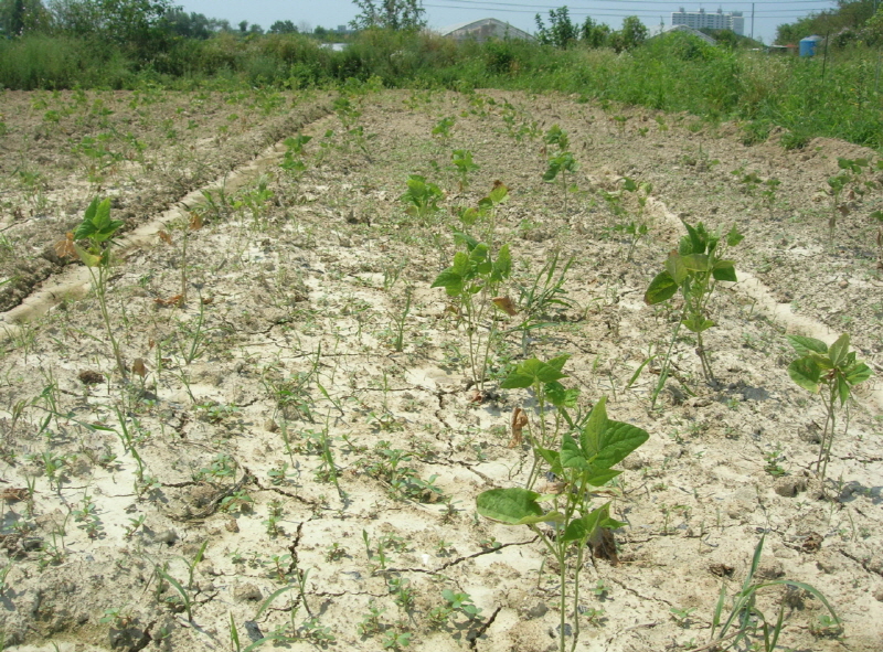 모종을 옮겨 심은지 한달이지만 폭염과 가뭄으로 성장을 멈추고 있다