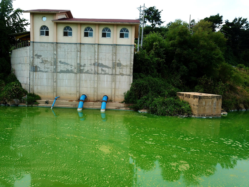 금강 물을 농경지로 공급하는 충남 청양군 왕진나루터 양수장도 6일 취재 당시 녹색 강물이었다. 농민들은 이런 강물로 농사를 짓고 살아간다.