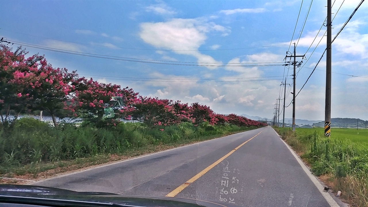  순천만 가는 길은 배롱나무 꽃 붉은 무리가 반겨준다. 우측은 벼논이다.
