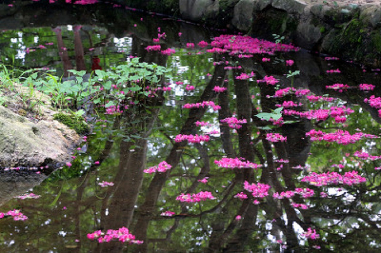 연못에 뚝뚝 떨어진 꽃잎들이 처연하다. 광주 5.18 민주화운동을 다룬 영화 <꽃잎>이 연상 된다.
