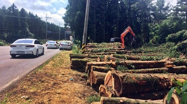 도로확장을 위해 훼손된 삼나무림