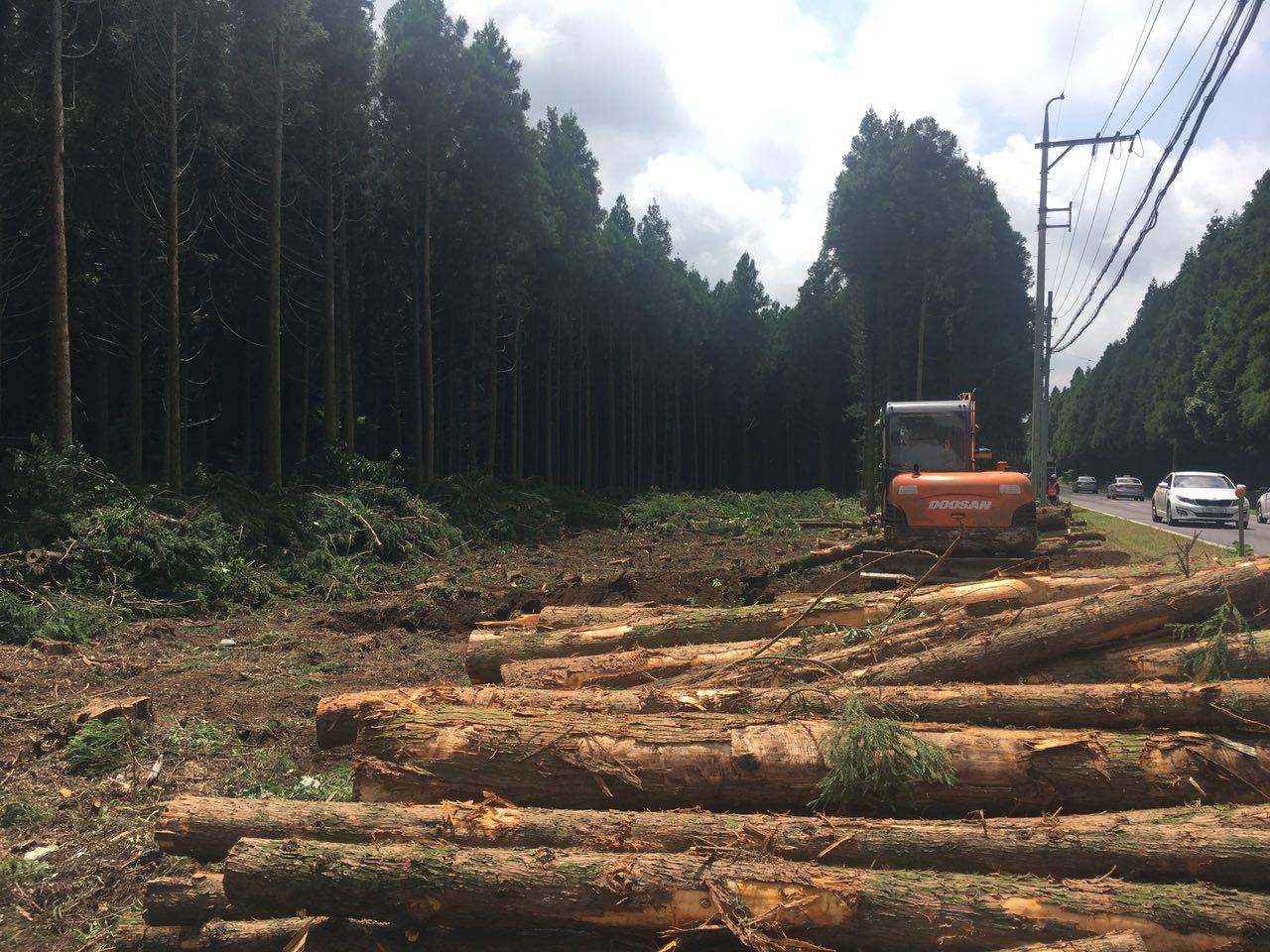 도로확장을 위해 훼손된 삼나무림