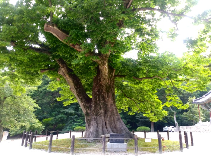 전북 부안 내소사 천년 나무 
