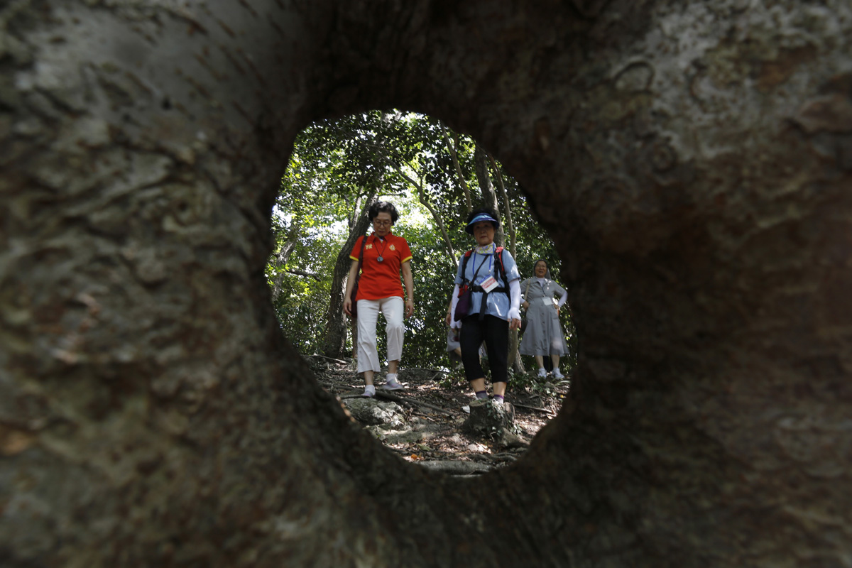 접도 남망산 사랑의 숲의 연리지 느티나무. 가운데에 큰 구멍이 뚫려 있어 '여성 느티나무'로 불린다. 