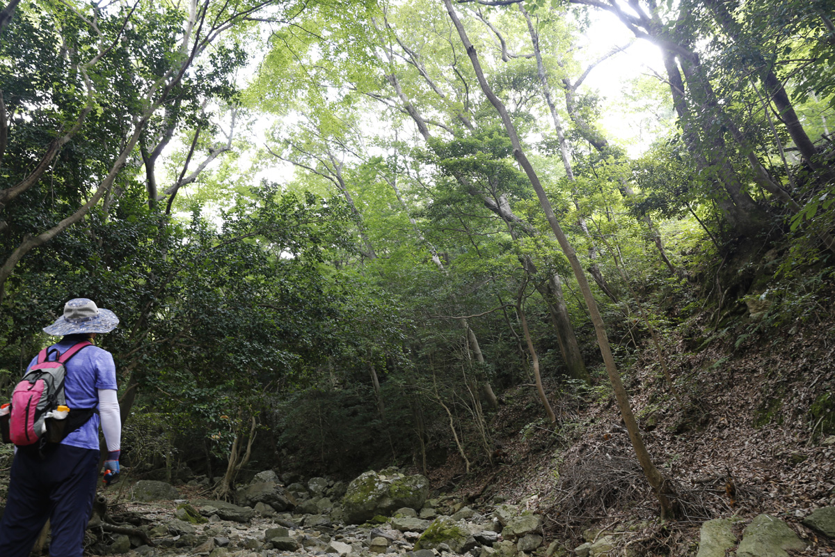 쌍계사 상록수림. 지난 5일 남도한바퀴를 타고 진도를 찾은 여행객이 숲을 바라보며 깊은 숨을 내쉬고 있다.