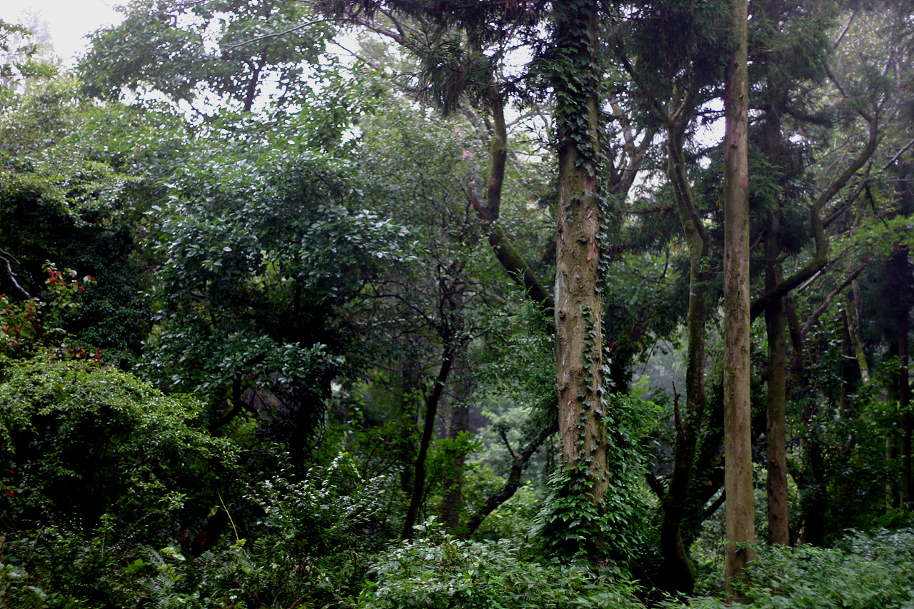삼나무가 있는 한라산의 숲, 마치 삼나무가 제주의 모든 식생을 파괴하는 주범인 것처럼 몰아부치지 말라. 그들은 더불어 그렇게 살아가고 있다.
