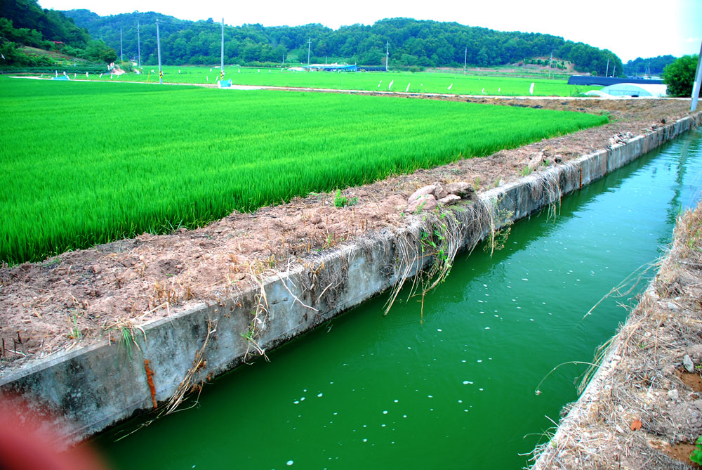 충남 부여군 세도면 농경지로 공급되는 강물이 녹조로 가득하다. 인근 금강에서 퍼 올린 농업용수다. 