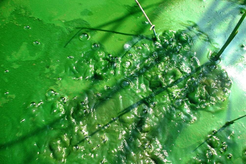 강바닥에 쌓인 펄들이 썩으면서 녹조가 뒤덮은 강물에 공기 방울이 솟구치고 있다.