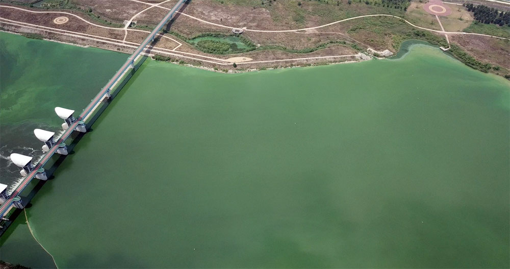  백제보 상류가 녹색 페인트를 풀어 놓은 것처럼 녹색 강물이다.