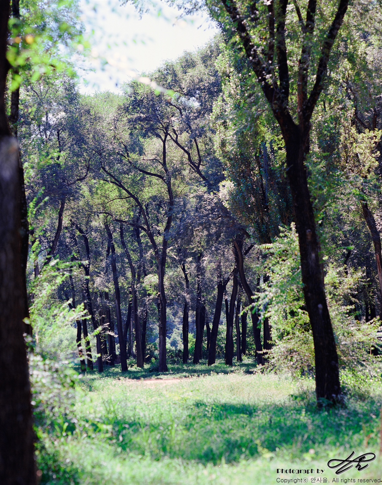 미락숲 (Pro400H)강한 역광을 받아 이파리는 연둣빛으로 빛났고 나무의 몸통은 실루엣으로 남았다.