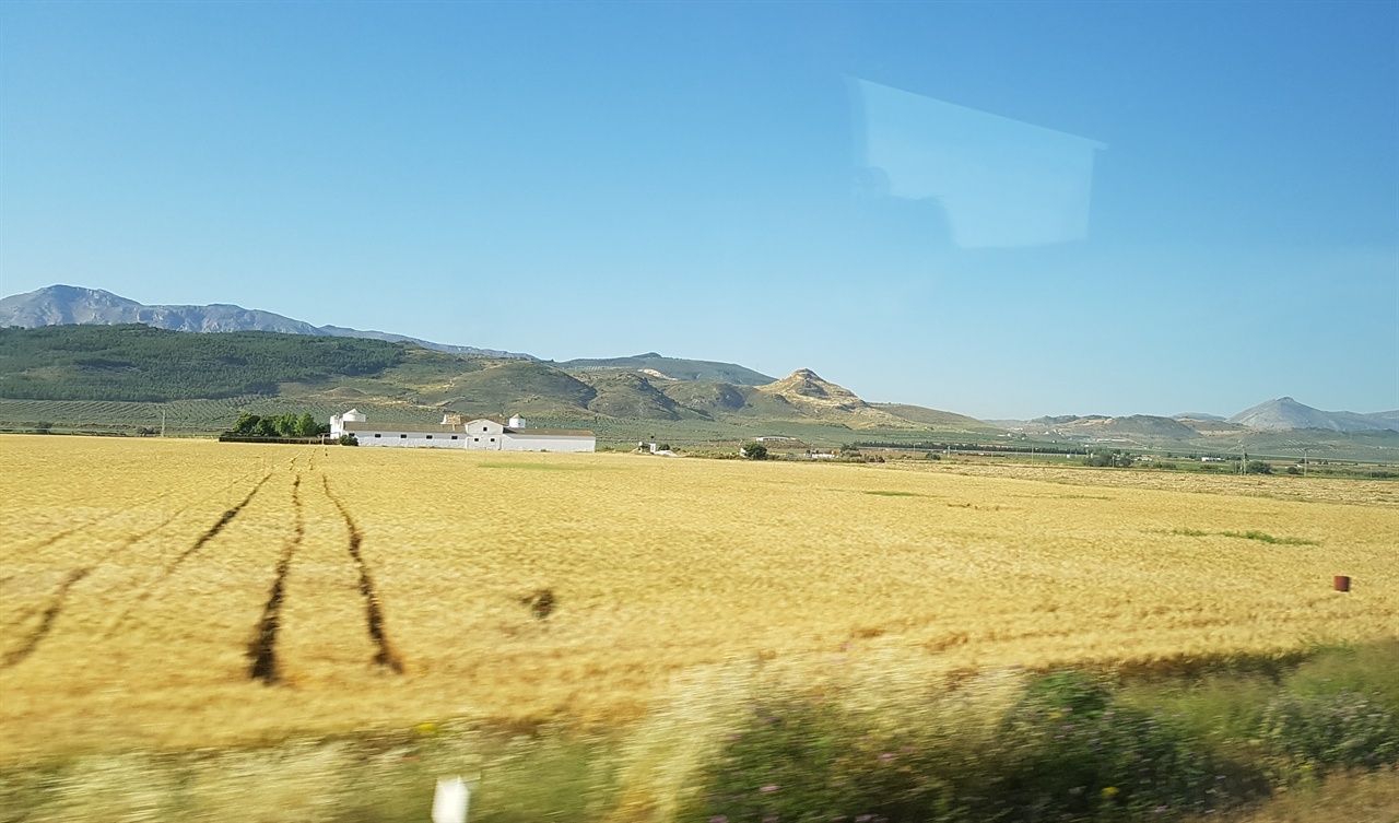 태양의 축복을 받았다는 스페인 들녘. 엄청난 규모의 과일나무와 밀밭이 끝없이 펼쳐집니다.