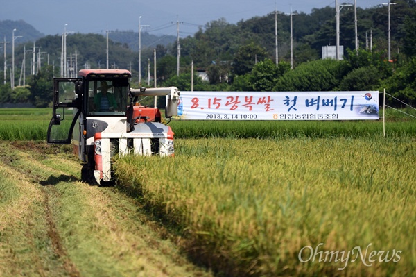 경북 영주시에서 올해 첫 햅쌀인 '815광복쌀'을 14일 수확했다.