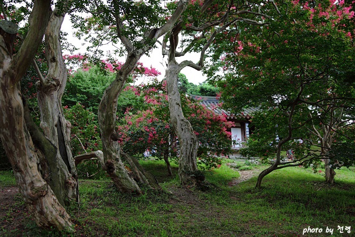 명옥헌에서 가장 오래된 배롱나무가 150년 남짓 되었고, 20그루 정도가 백 살을 넘겼다.