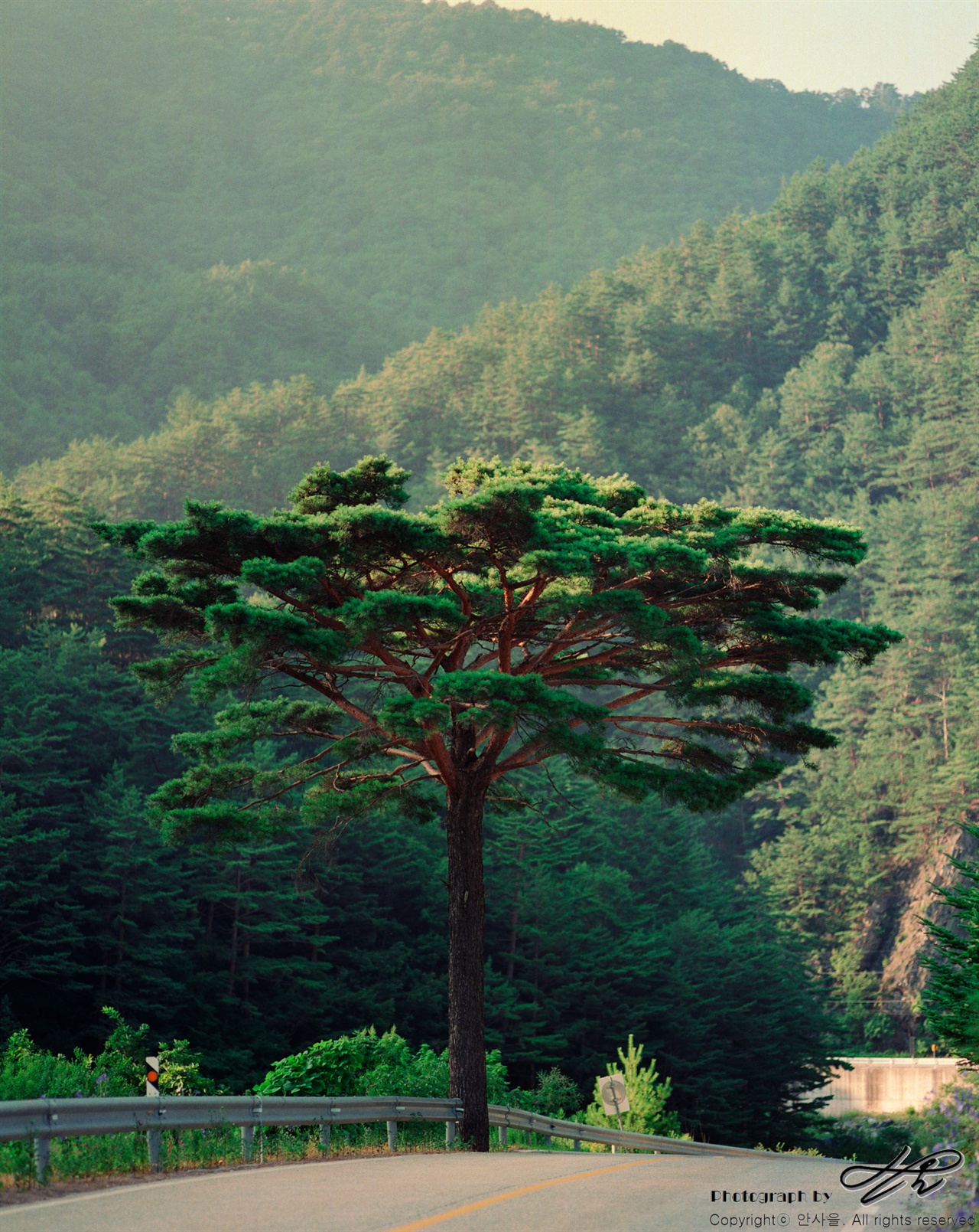 송천 옆의 송(松) (Ektar100)송천의 이름표라도 되는 듯 한 소나무 한 그루가 저녁 빛을 받으며 도로 옆에 서 있다.