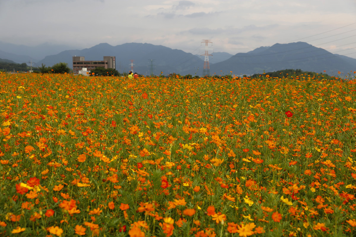 진노랑의 황화코스모스가 활짝 핀 소확행 꽃밭. 지리산 화엄사 입구 삼거리에 있다. 지난 8월 15일 풍경이다.