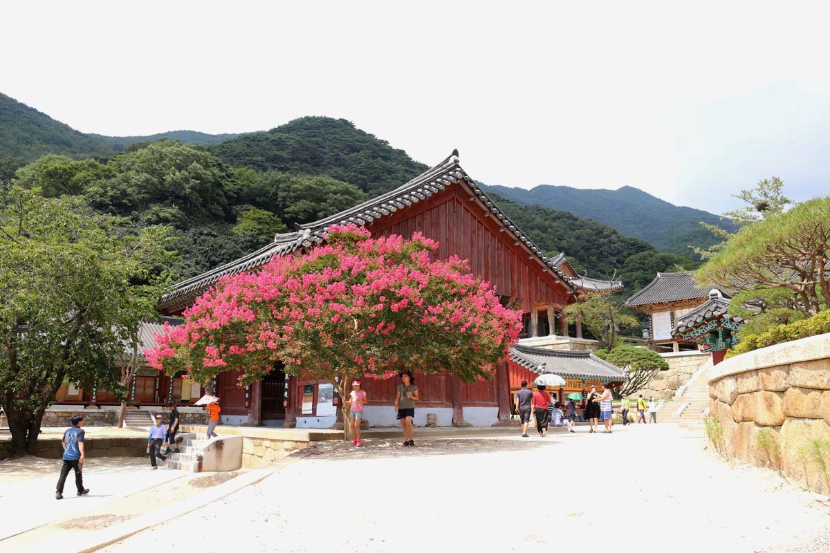 화엄사를 밝혀주는 진분홍 배롱나무 꽃. 지금 절정의 아름다움을 뽐내고 있다.
