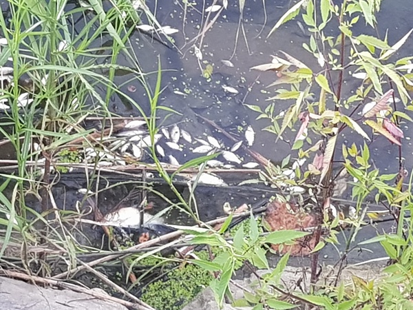 창원 마산합포구 진동하수종말처리장 쪽 덕곡천에서 8월 17일 물고기가 폐사헸다.