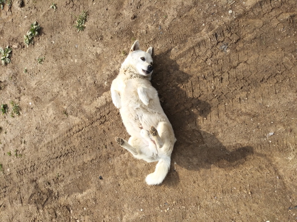  두 발 고양이 강호, 여행을 떠나다