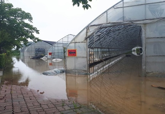 지난 6일 강원도 강릉시 저동 경포호 인근의 비닐하우스들이 폭우 여파로 물에 잠겨 있다.