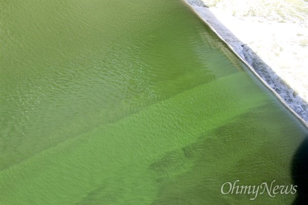 8월 19일 낙동강 창녕함안보 수문으로 넘쳐 흐르는 물이 온통 녹색이다.