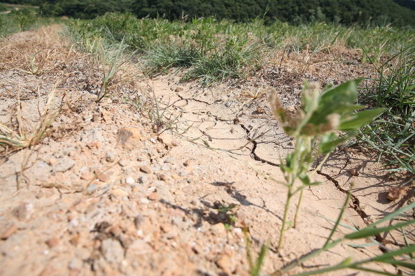 자료사진. 충남도가 매년 2000억 원을 가뭄 대책 사업에 투입하고 있지만, 가뭄으로 인한 피해는 해마다 반복되고 있어 정책적 재검토가 필요하다는 목소리가 나오고 있다.