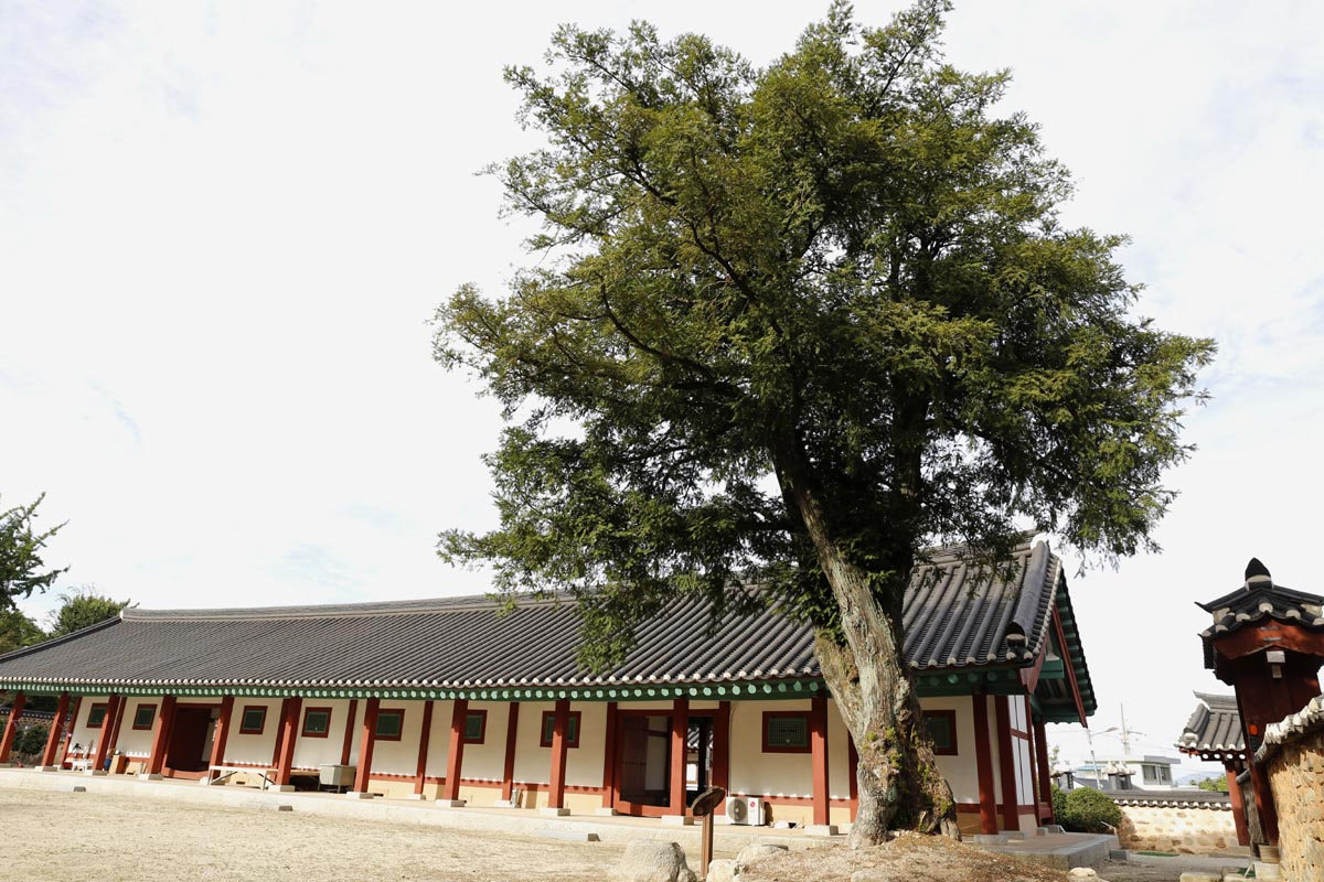 나주향교의 비자나무. 수령 500년이 넘은 것으로 추정되고 있다.