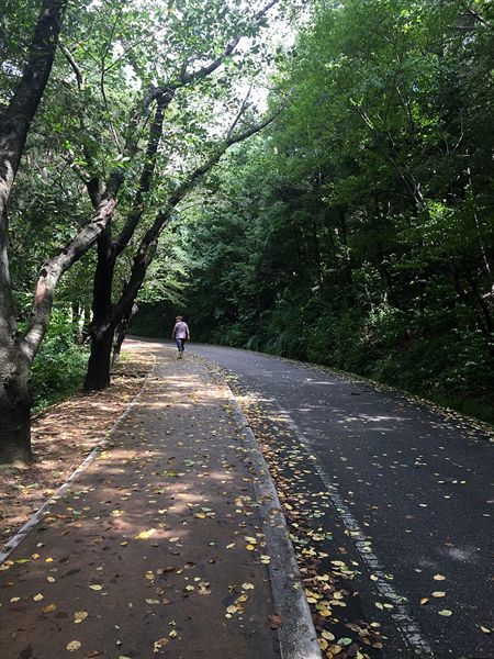 태풍 솔릭으로 나무잎들이 많이 떨어져 있는 흥무공원 주변으로  산책하는 모습