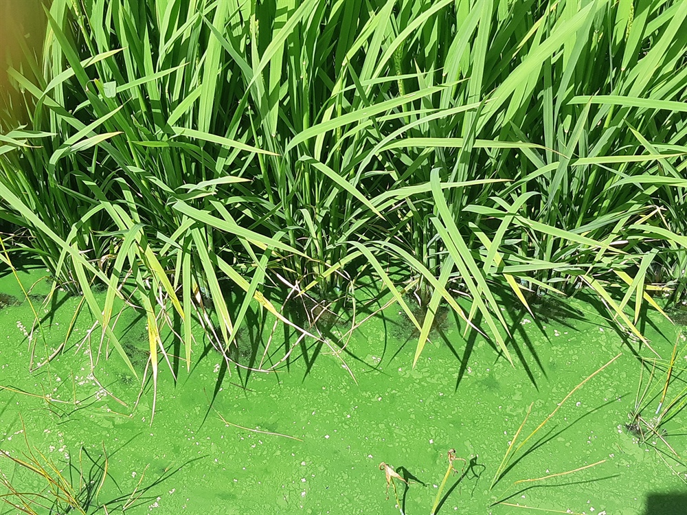 논에서 자라고 있는 벼의 색깔과 똑같은 짙은 녹색의 녹조현상이 경남의 낙동강 옆 한 논에서 목격됐다. 충격적이다. 지난 8월 22일 촬영.