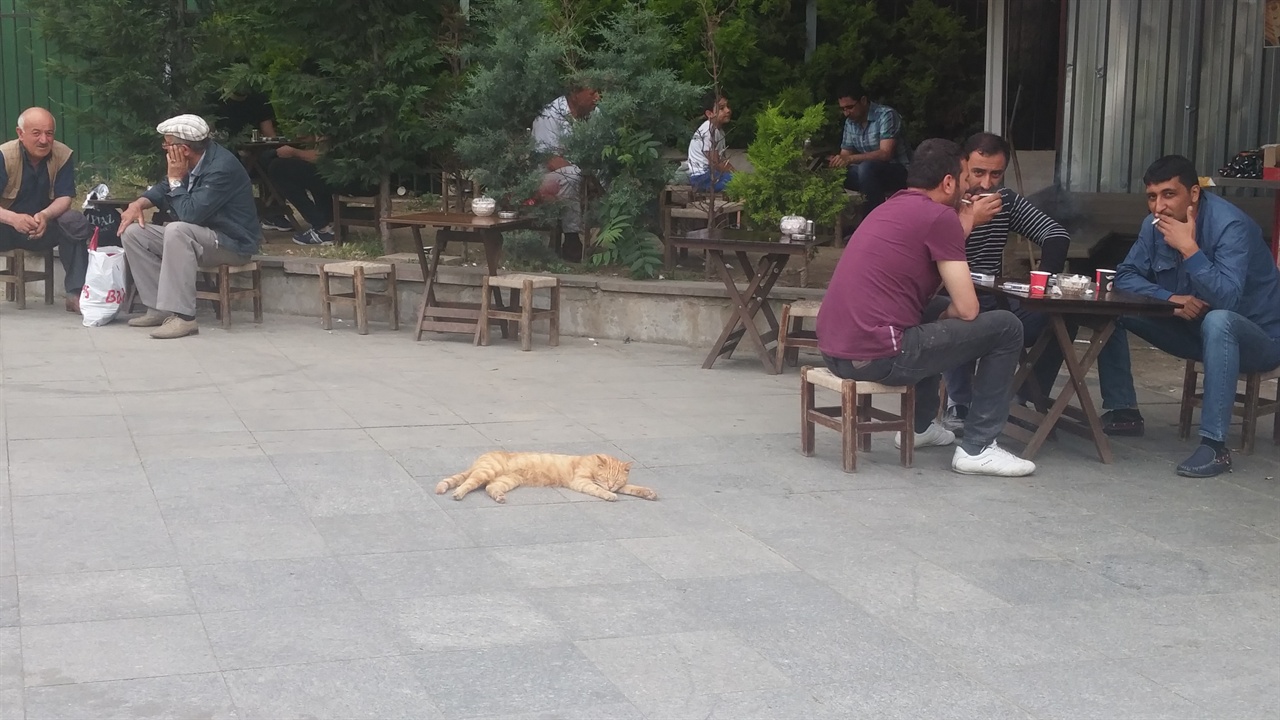 낮잠 자는 이스탄불 길고양이 무심하게 차를 마시는 이스탄불 사람들도 신기했다