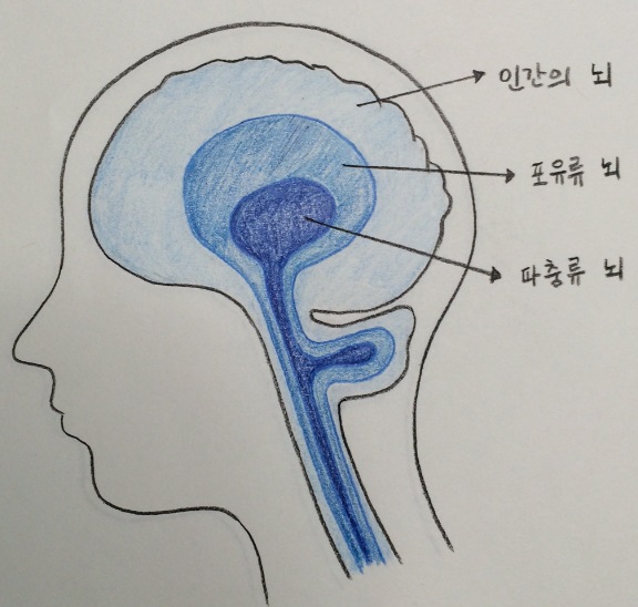  뇌의 3층 구조, 직접 그려봤습니다.